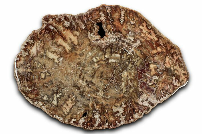 Polished Petrified Wood (Araucaria) Round - Madagascar #344705